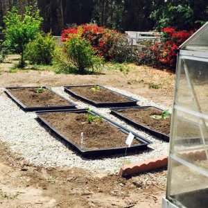 garden6